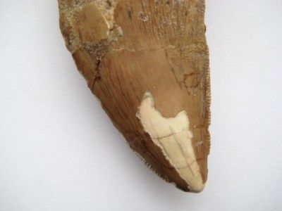 Carcharodontosaurus Dinosaur Tooth, Serrated, beautiful  