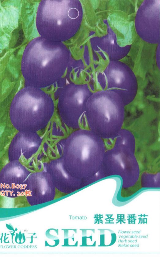 B037 Purple Tomato Seed Pack x20 Seeds  