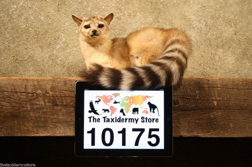 10175 N. American Ring Tailed Cat Taxidermy Mount RingtailFox 