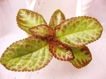 EPISCIA African violet cousin ACAJOU  