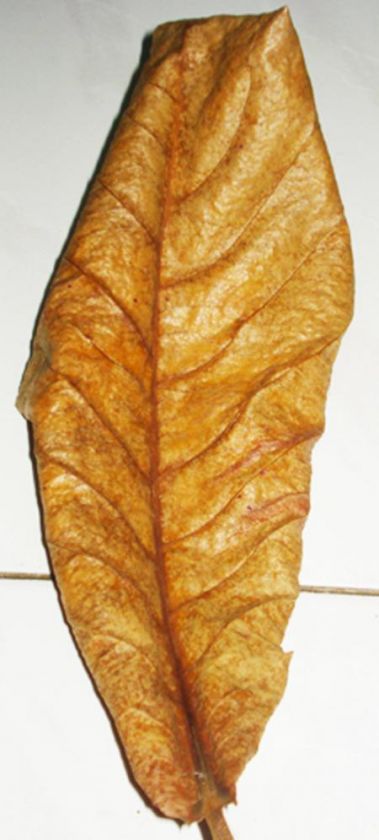 BIG INDIAN ALMOND KETAPANG LEAVES Tectona grandis, Pleco, betta,killi 