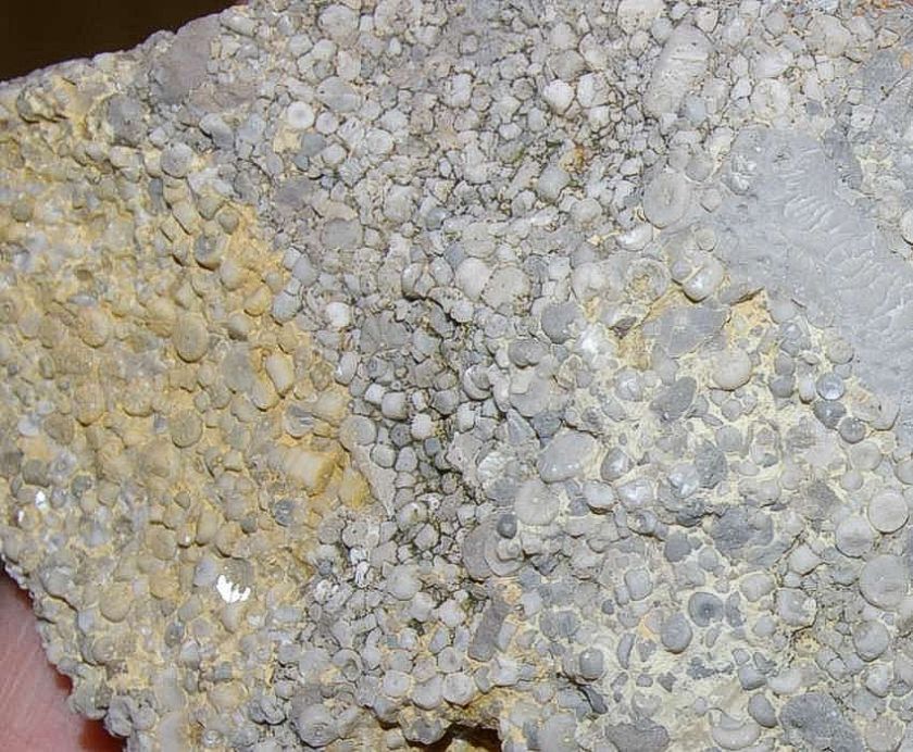 Poland, Upper Silesia. Middle Triassic, dolomite limestone. Dimension 