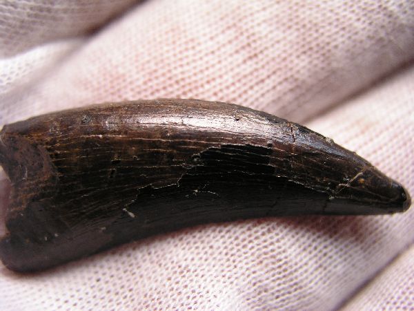   Tyrannosaurus T Rex Tooth Theropod Dinosaur Hell Creek Fossil Montana