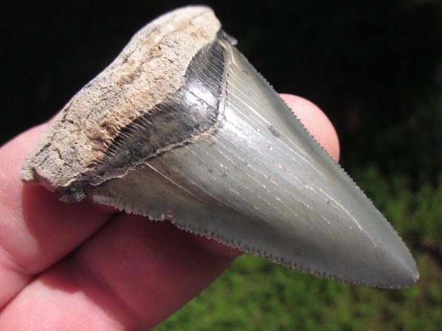 16 ANGUSTIDENS SHARK Tooth Megalodon Teeth SCUBA SC  