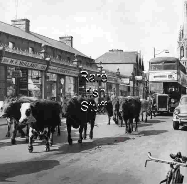 Cattle & Buses, NCR At Phibsboro Dublin 1960s   Photo  