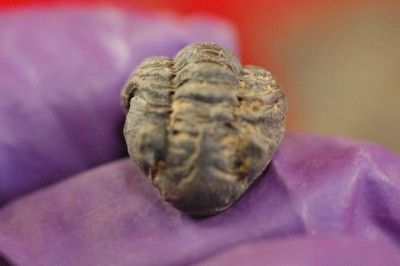 LOT OF TEN BABY PHACOPS TRILOBITE FROM MOROCCO  