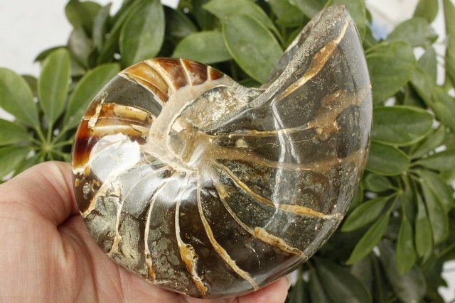 Item Name Classy Nautilus Ammonite Fossil Cretaceous