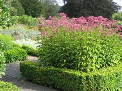 Joe Pye Weed Seeds ★ Late Bloomer til Hard Frost ★ Huge Flowers 