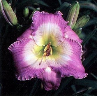 LAKE LURE   DF   L4B   Sellers 2002   DAYLILY  