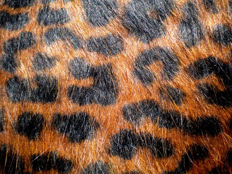 LEOPARD Print/Printed COWHIDE SKIN Rug COW HIDE CHEETAH DC3127  