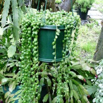 SENECIO ROWLEYANUS String of Pearls Hanging Succulent Plant Cactus 