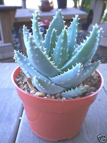 ALOE BREVIFOLIA 4 SUCCULENT PLANT  