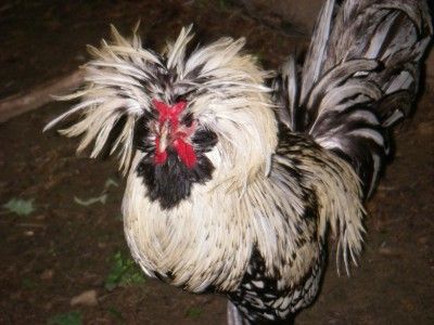 Polish Chicken Hatching Eggs 6+ Silver Laced Standard Bearded Polish 