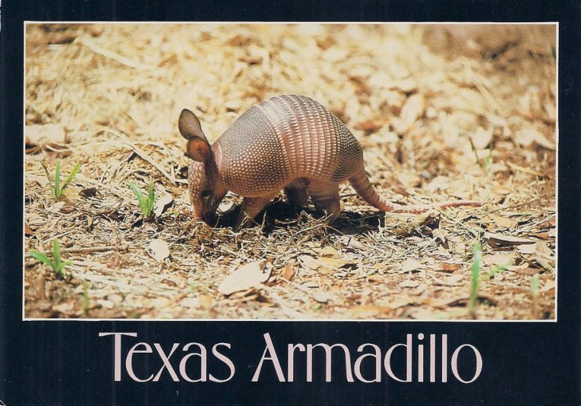 Armadillo (Texas Baby) Dasypodidae Southwest U.S. Photri Photo  