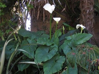   HERCULES CALLA LILY RARE 7 FOOT GIANT SPOTTED AROID BULB LIVE PLANT