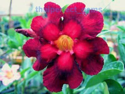 ADENIUM OBESUM DESERT ROSE doublecolor 100 SEEDS  