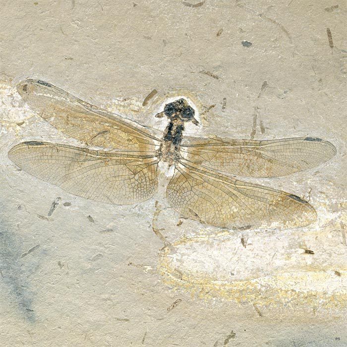 Fossil insect, dragonfly. Cretaceous Santana Formation  