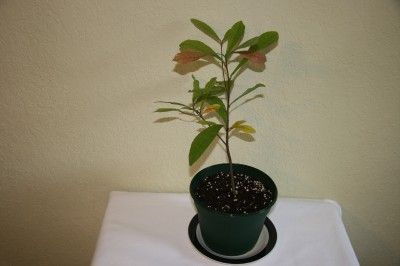 MIRACLE FRUIT TREES 4.5 YEARS 22 INCHES / 50.6cm  