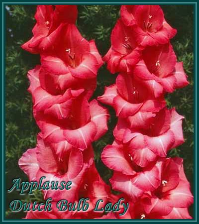 40 Gladiolus Corms ***53 Species Inside*** You Pick & Choose 