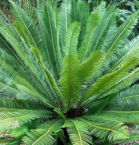 Dioon Edule ~ Live Plants ~ CYCAD Caudex Bonsai  