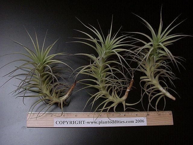 Kentucky licensed nursery. We have been selling Tillandsias for over 