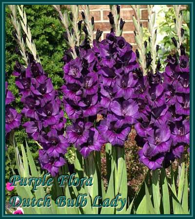 40 Gladiolus Corms ***53 Species Inside*** You Pick & Choose 