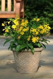 NEW* YELLOW TRUMPET BUSH/TREE *7 SEEDS *Tecoma Stans*Yellow Elder 